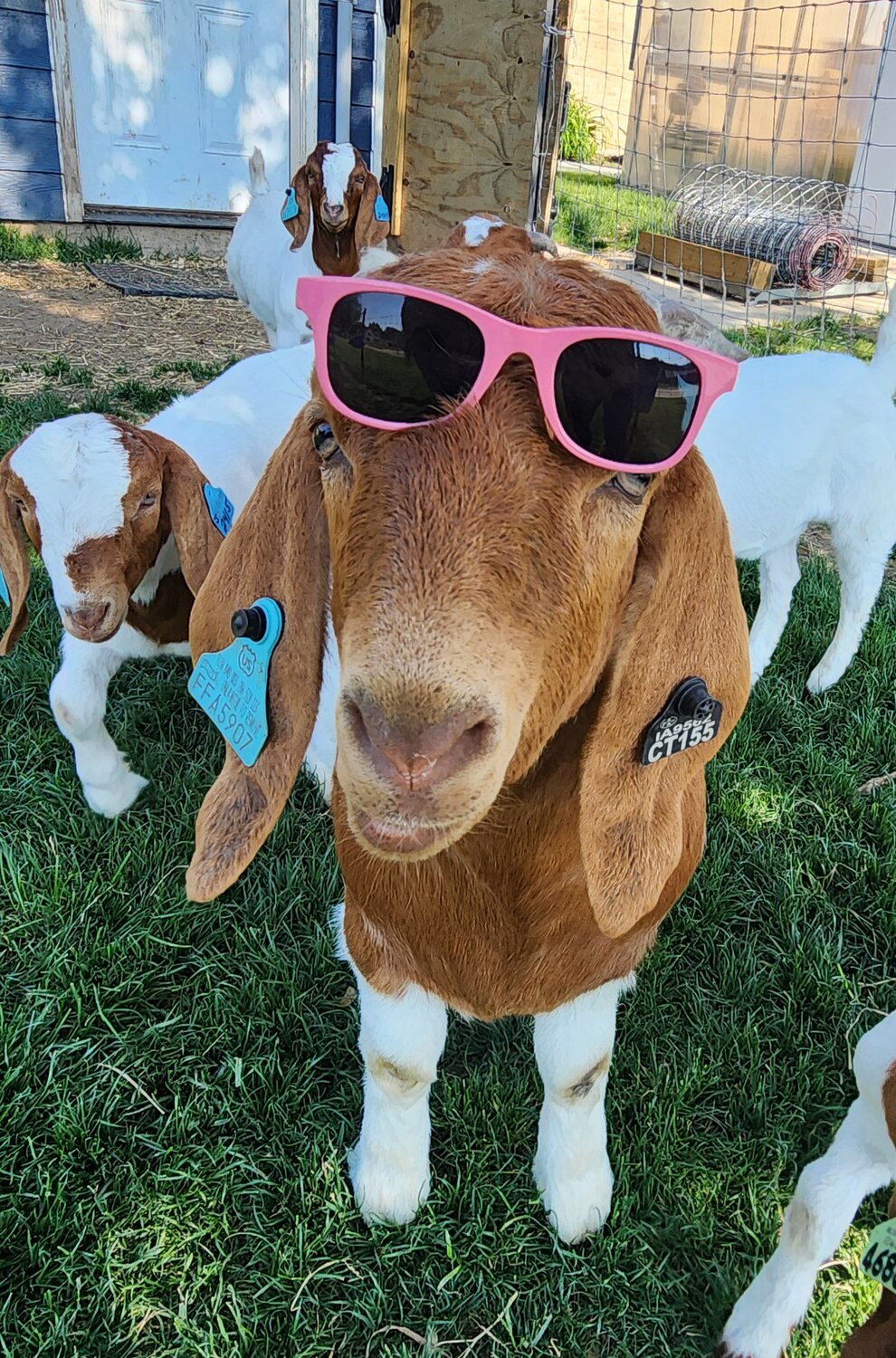 Montana the Cow and Goats at MMCRU The Cherokee Chronicle Times